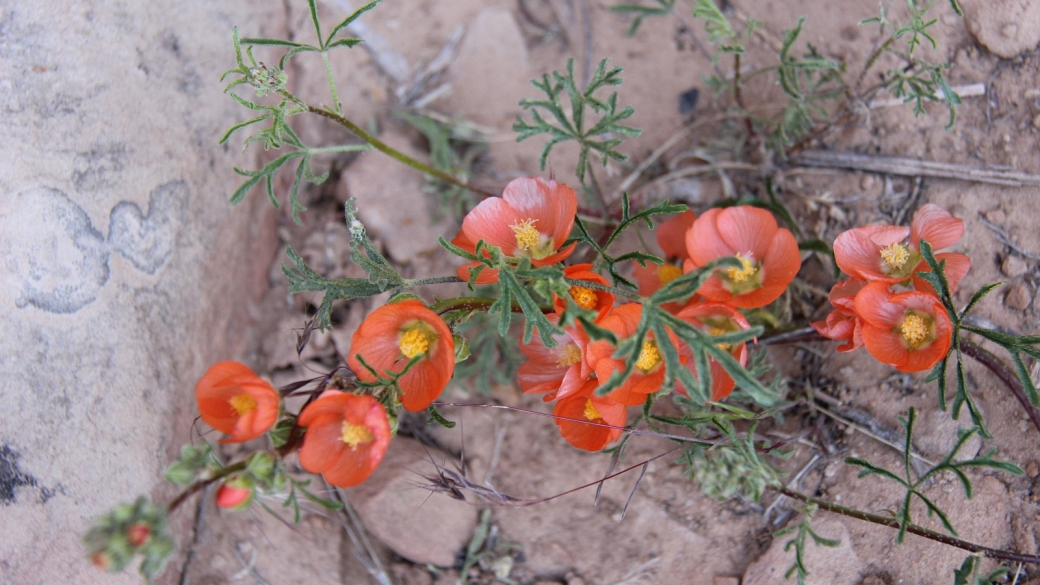 Scarlet Globemallow – Sphaeralcea Coccinea