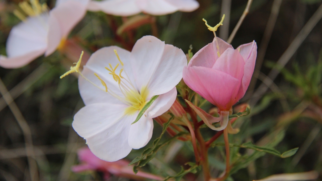 Pale Evening Primerose – Oenothera Pallida