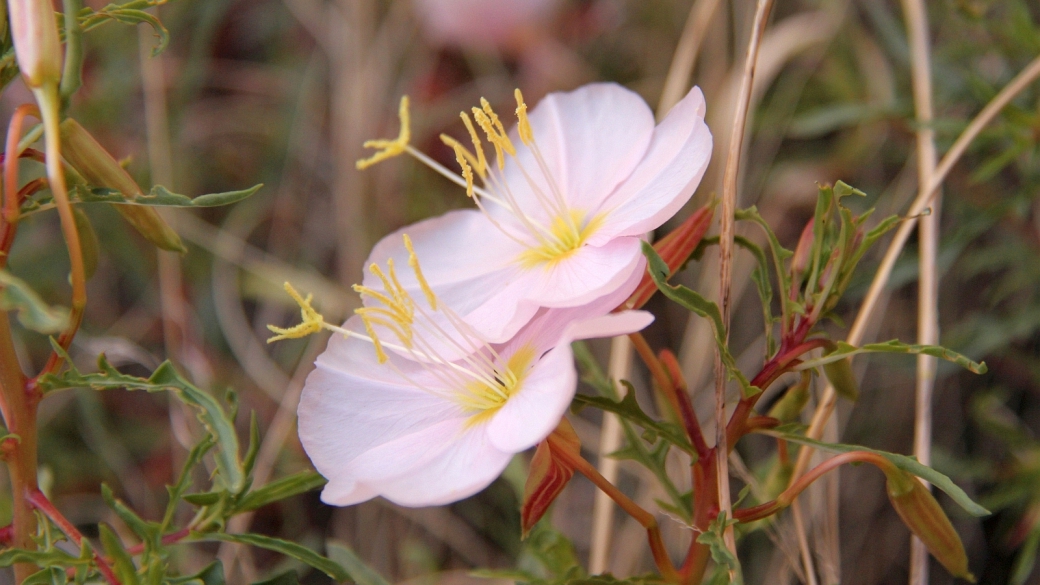 Pale Evening Primerose – Oenothera Pallida