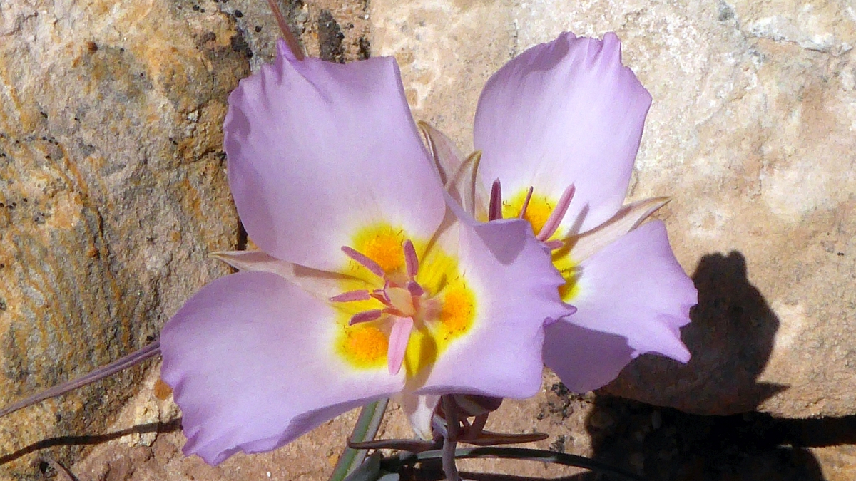 Sego Lily – Calochortus Nuttallii