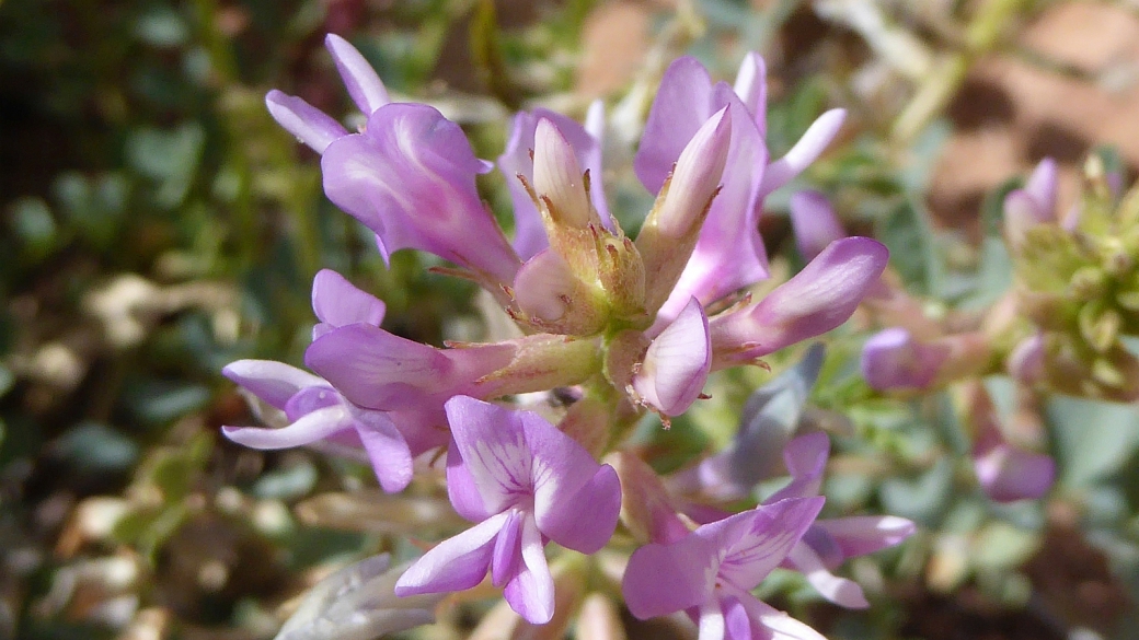 Woolly Locoweed - Astragalus Mollissimus