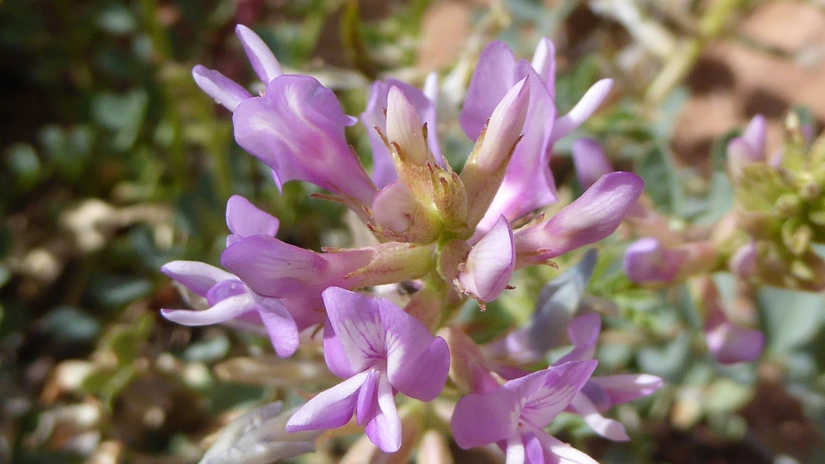 Woolly Locoweed – Astragalus Mollissimus