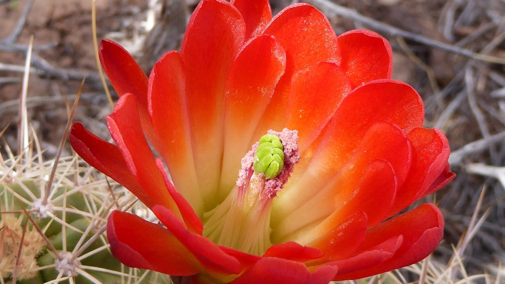 Claretcup Cactus – Echinocereus Triglochidiatus