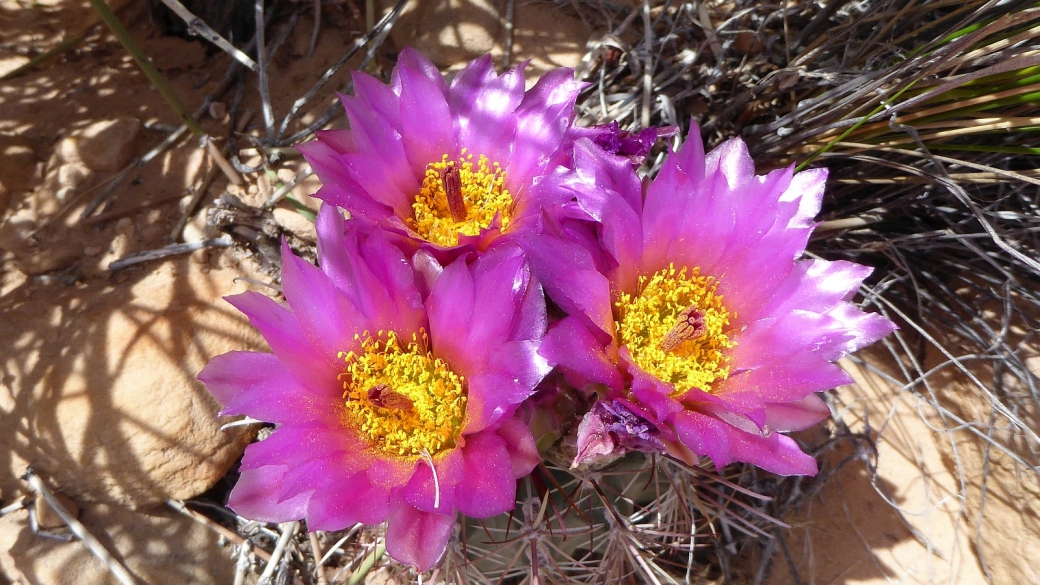 Fishhook Cactus - Mammillaria