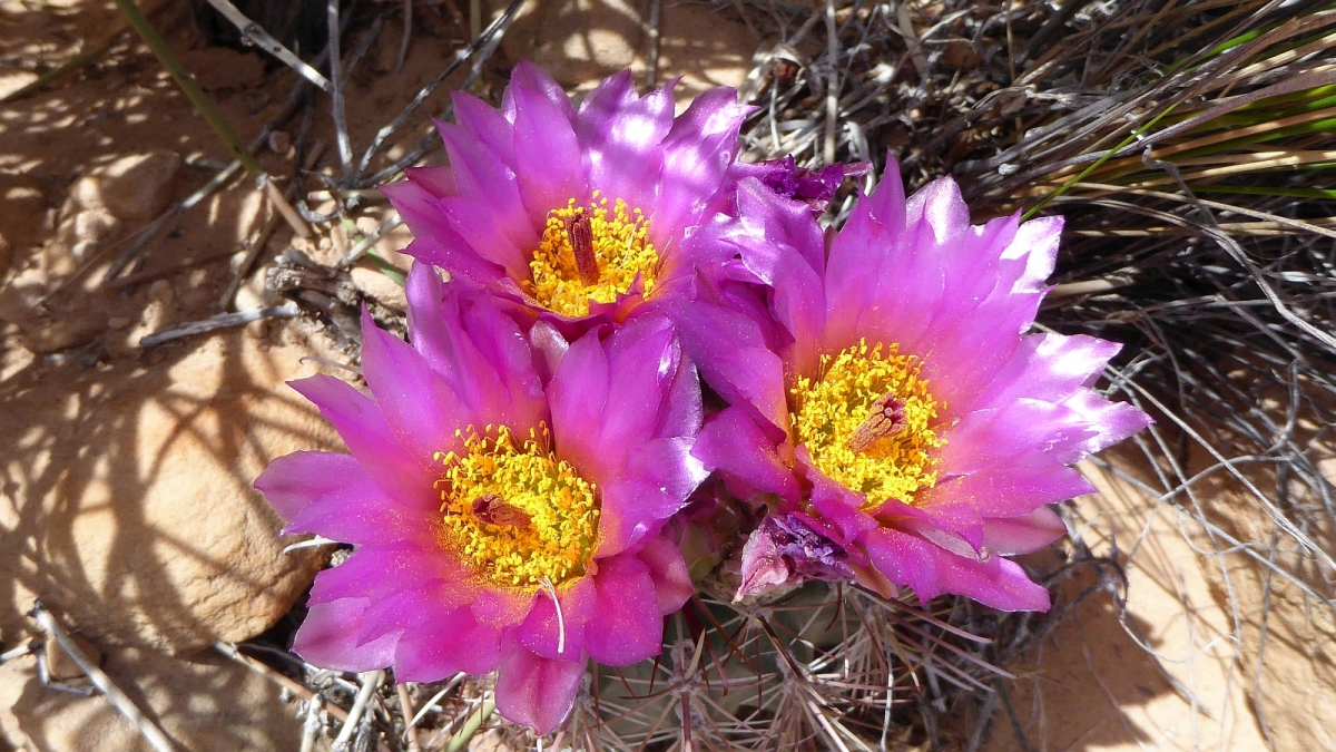 Fishhook Cactus – Mammillaria