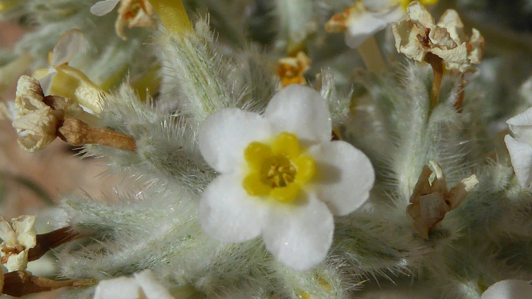 Yellow-eye Cryptanth - Cryptantha Flavoculata