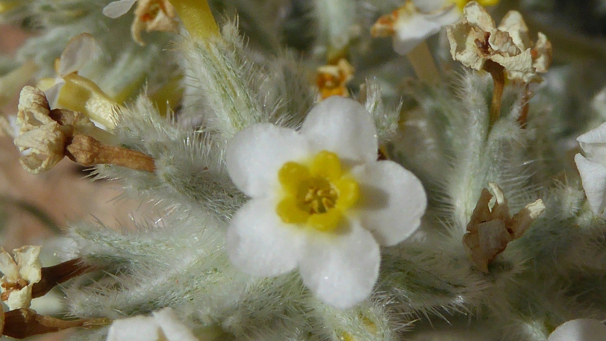 Yellow-eye Cryptanth – Cryptantha Flavoculata
