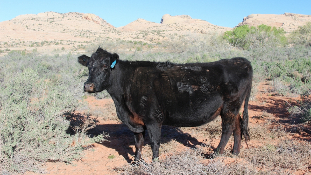 Butler Wash – Cedar Mesa – Utah