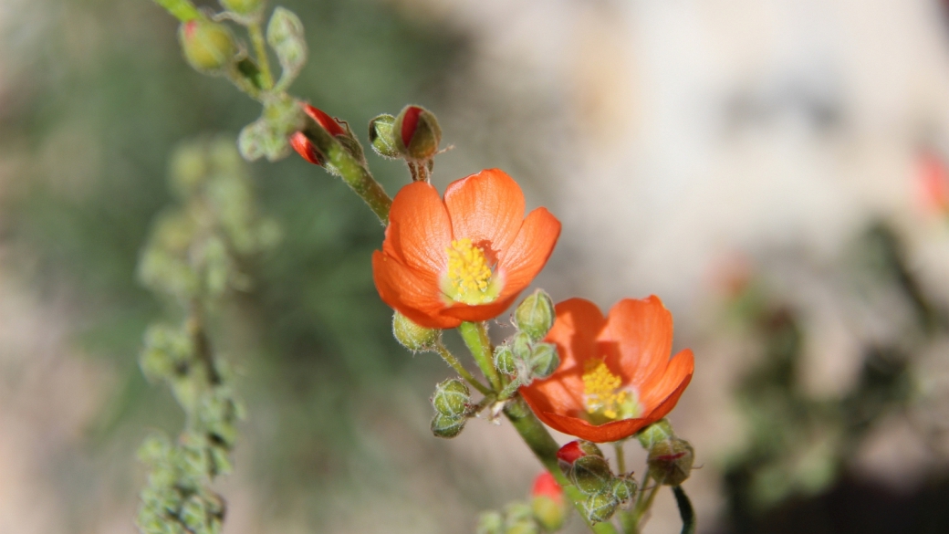 Scarlet Globemallow – Sphaeralcea Coccinea