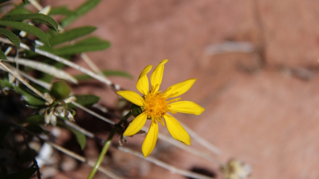 Hairy Golden Aster - Heterotheca Villosa