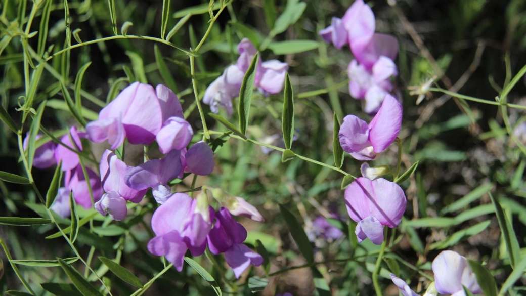 Wild Sweet Pea - Lathyrus Lanszwertii