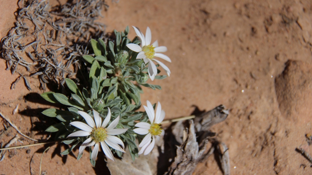 Silvery Townsendia - Townsendia Florifer