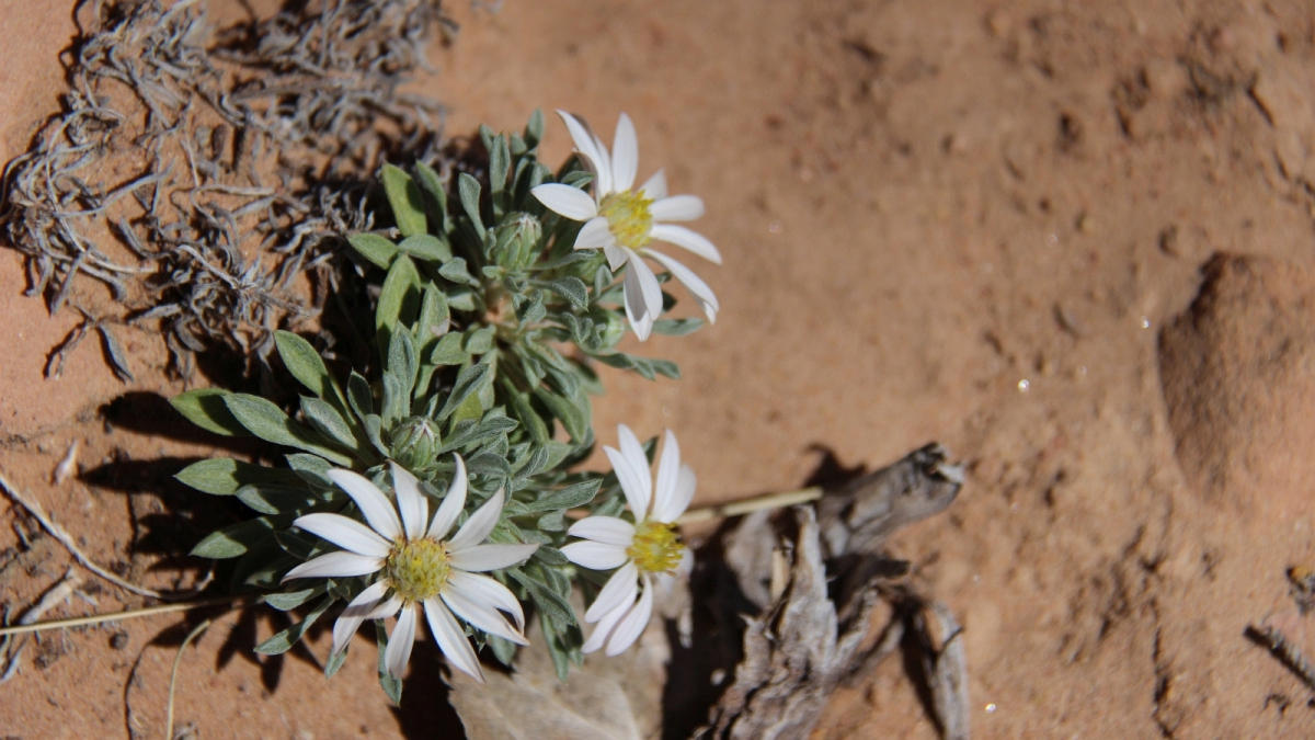 Silvery Townsendia – Townsendia Florifer