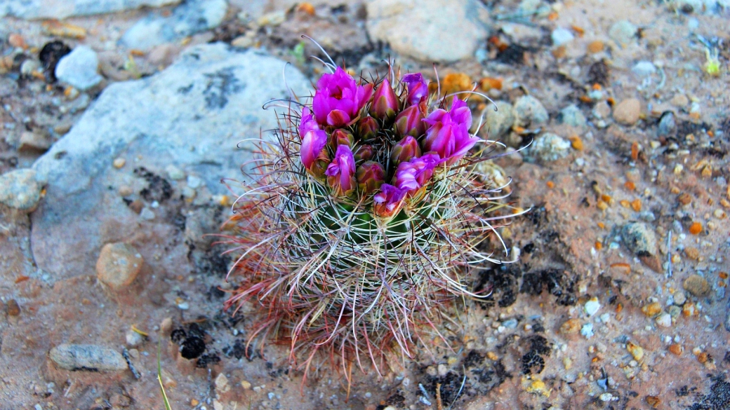 Fishhook Cactus – Sclerocactus Parviflorus