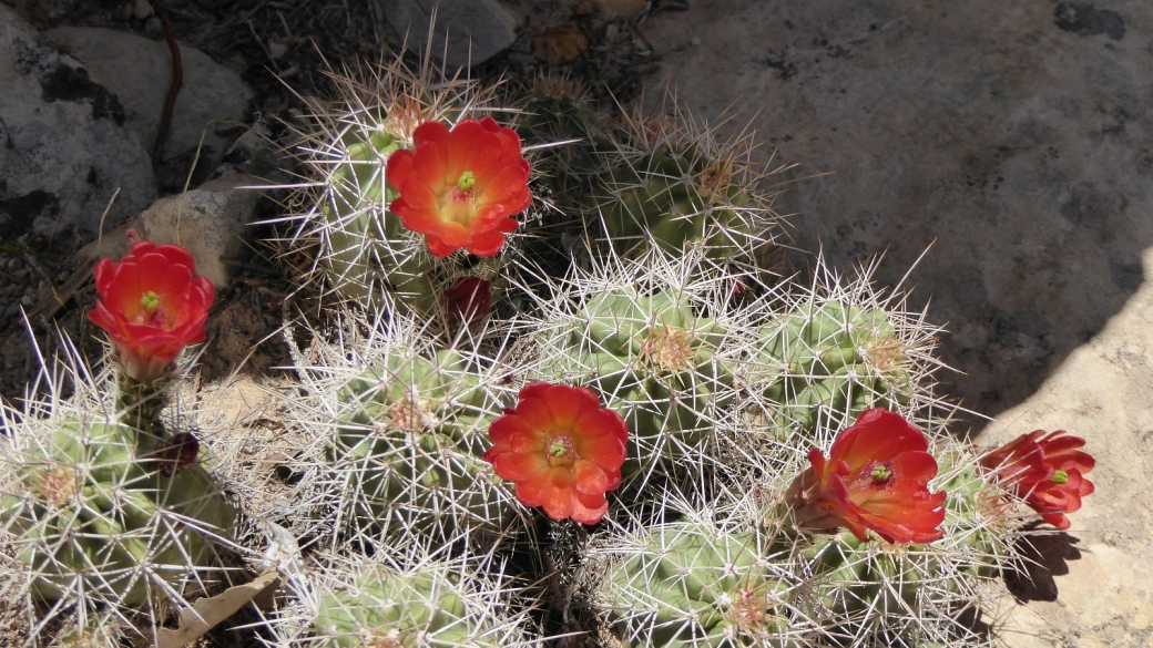 Claretcup Cactus – Echinocereus Triglochidiatus