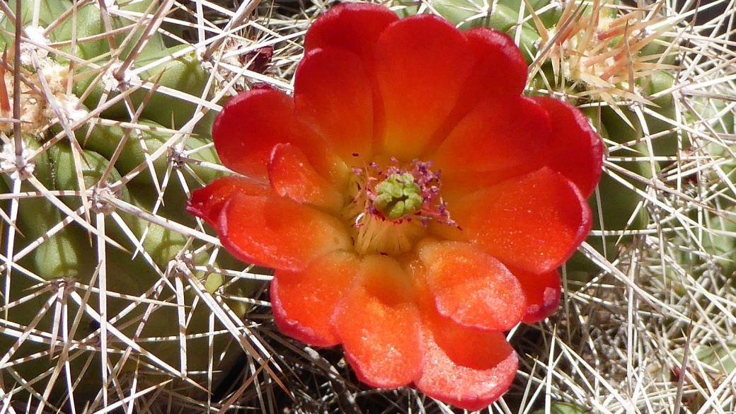 Claretcup Cactus – Echinocereus Triglochidiatus