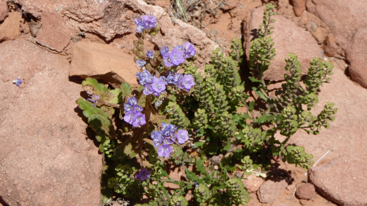 Scorpion Weed – Phacelia