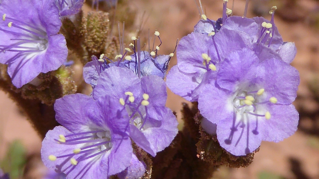 Scorpionweed - Phacelia