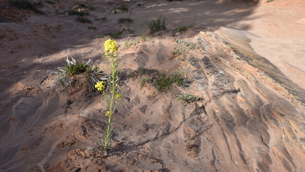 Western Wallflower - Erysimum Asperum