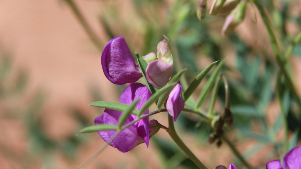 Wild Sweet Pea - Lathyrus Lanszwertii