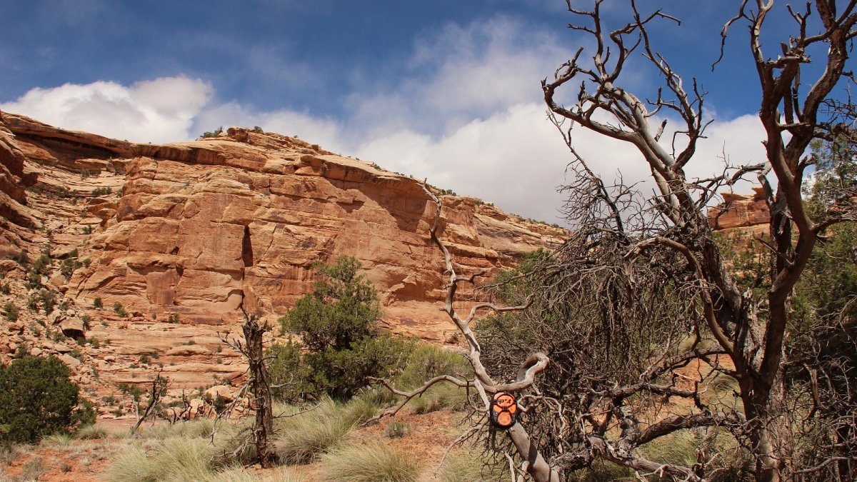 Jailhouse Ruins – Bullet Canyon – Cedar Mesa – Utah