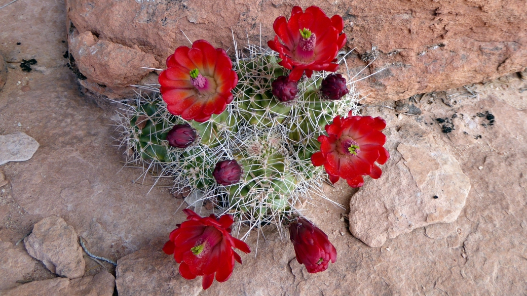 Claretcup Cactus – Echinocereus Triglochidiatus