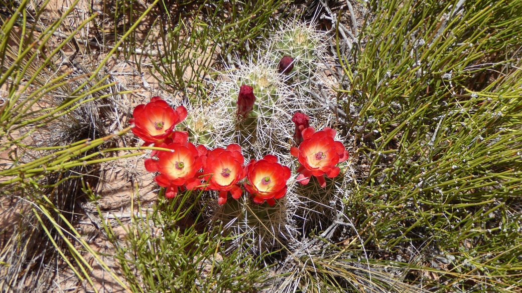 Claretcup Cactus – Echinocereus Triglochidiatus