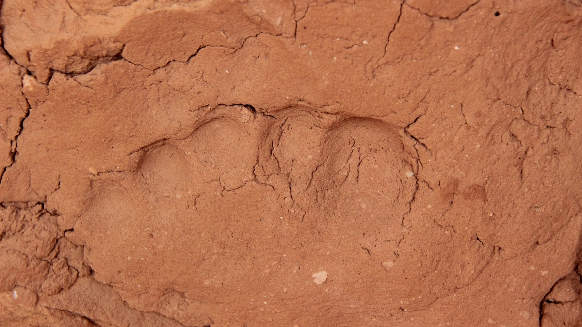Big Foot Ruins – Natural Bridges National Monument – Utah