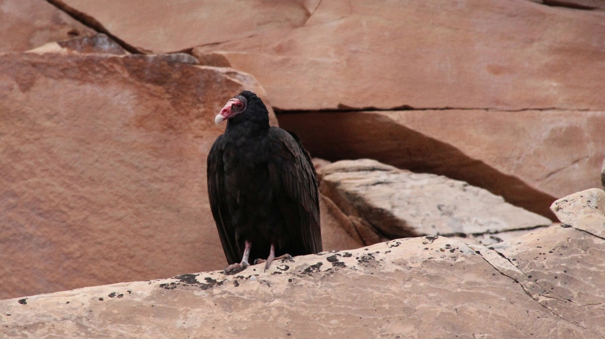 Big Foot Ruins – Natural Bridges National Monument – Utah