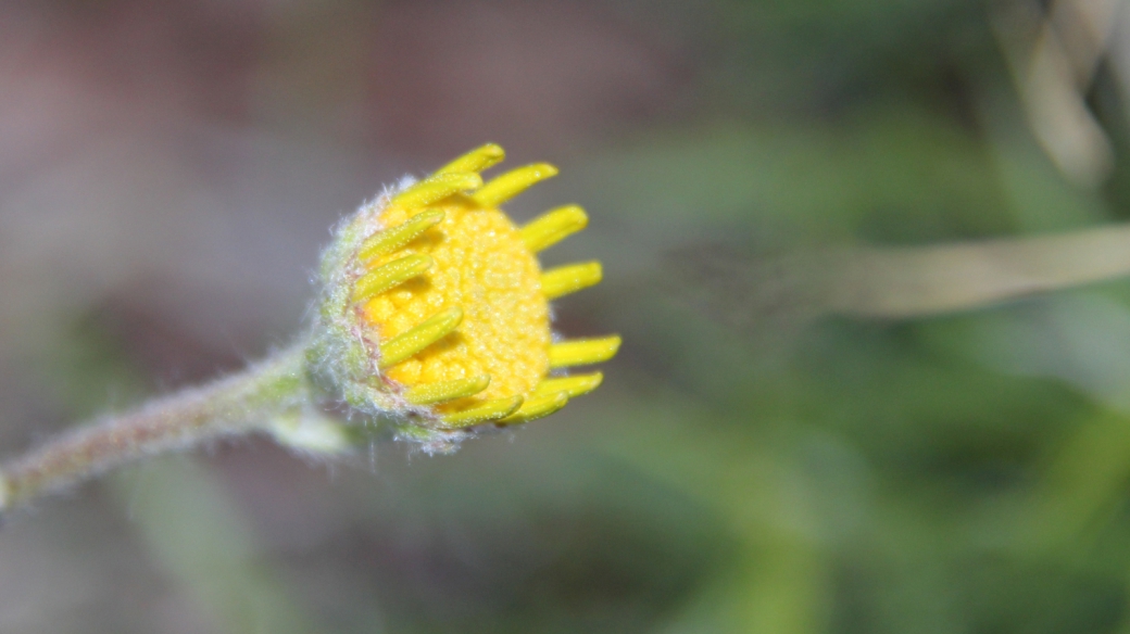 Common Madia - Madia Elegans