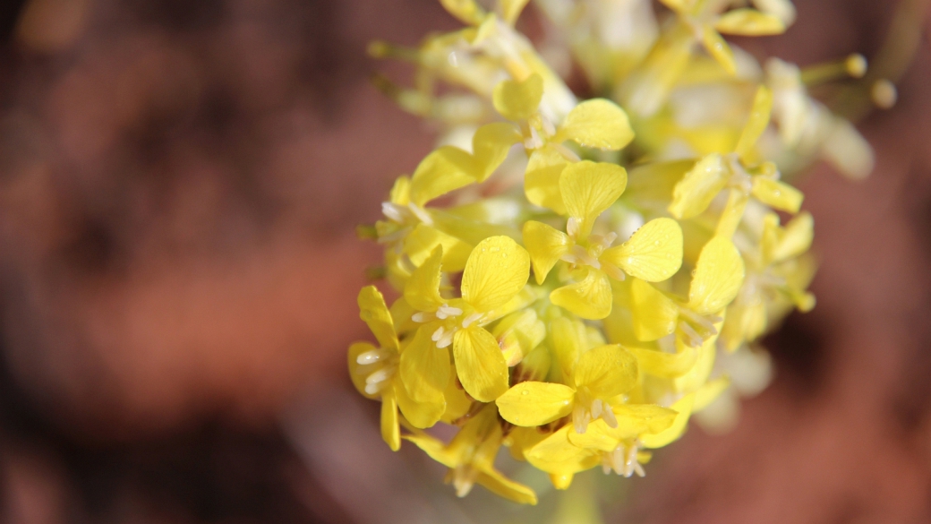 Yellow Beeplant - Cleome Lutea Hook
