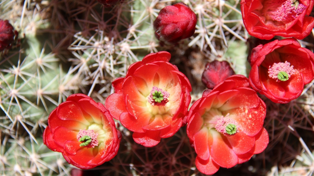 Claretcup Cactus – Echinocereus Triglochidiatus