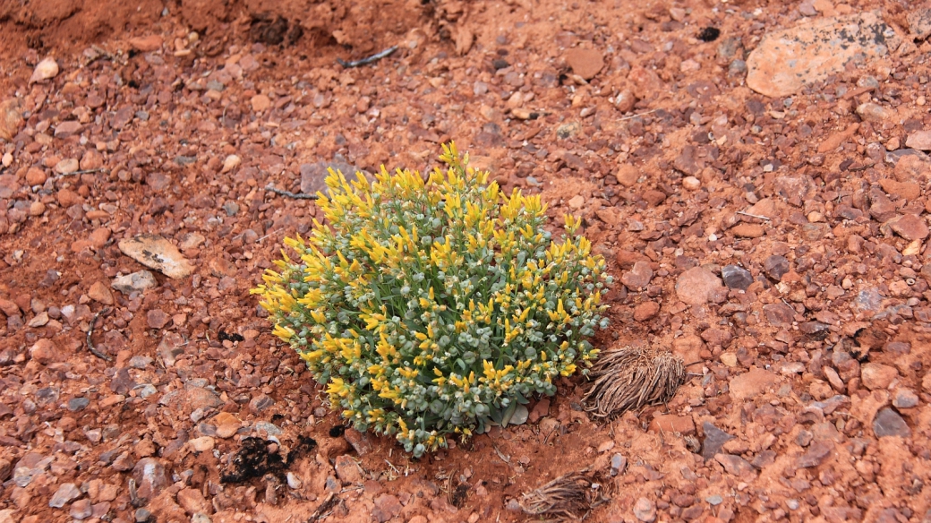 Dudley Bluffs Bladderpod - Physaria Congesta