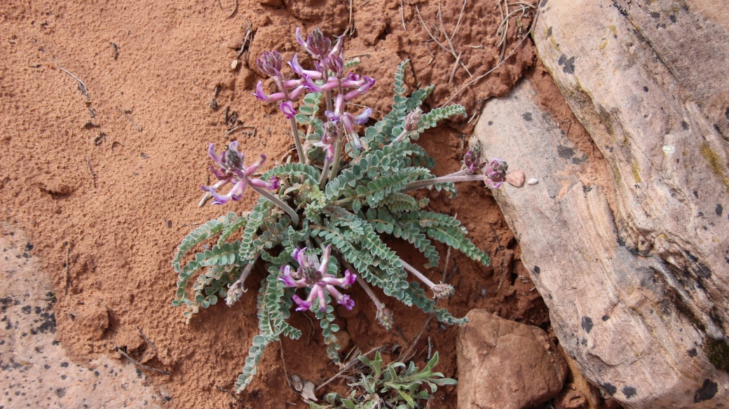 Woolly Locoweed - Astragalus Mollissimus