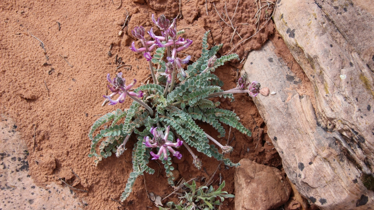 Woolly Locoweed – Astragalus Mollissimus