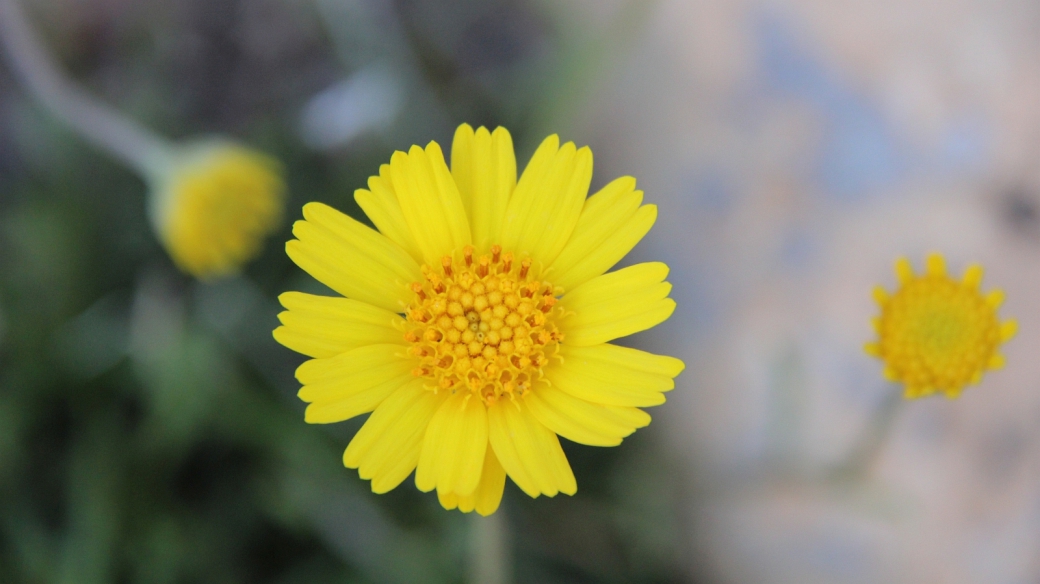 Common Madia - Madia Elegans