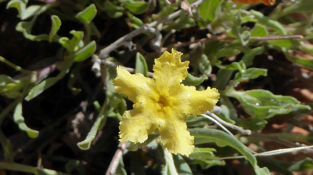 Showy Stoneseed - Lithospermum Incisum