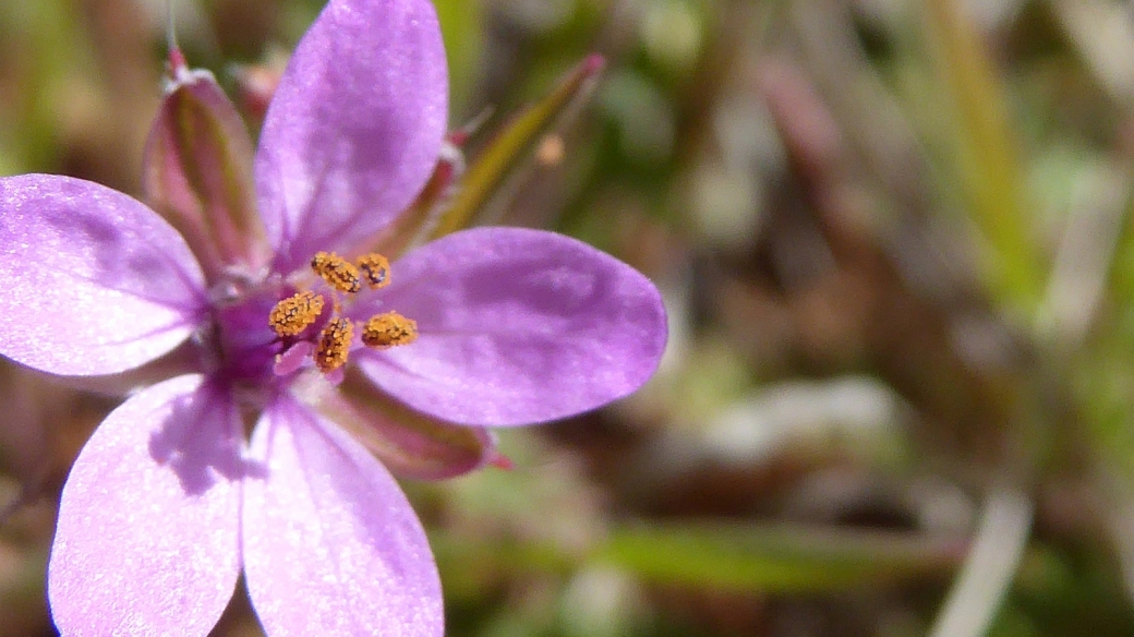 Sand Spurrey - Spergularia Rubra