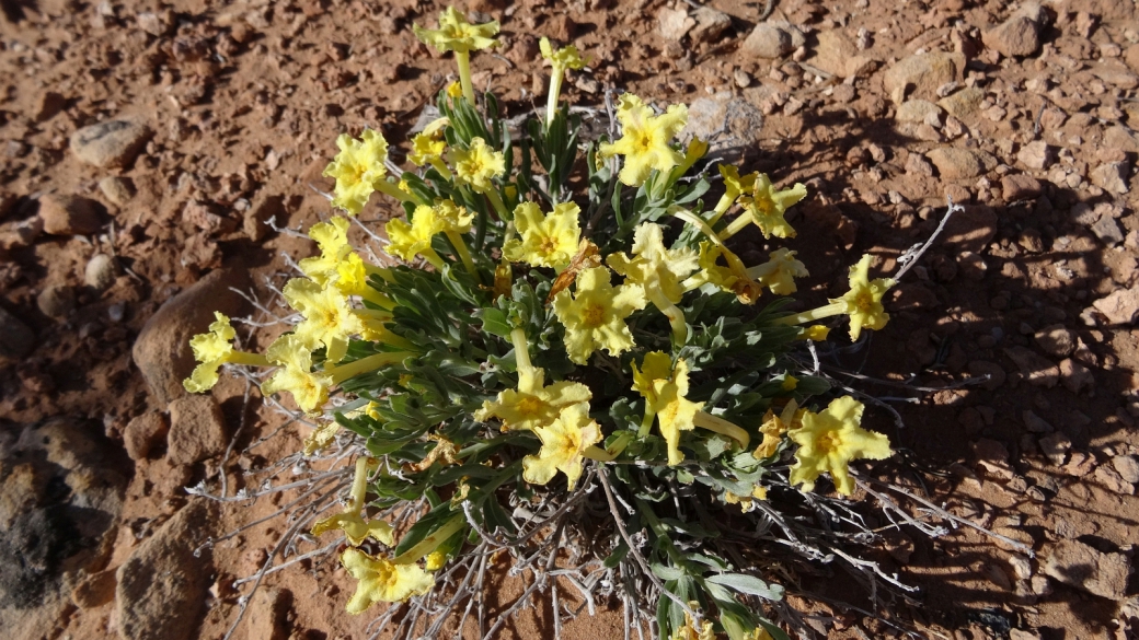 Showy Stoneseed - Lithospermum Incisum