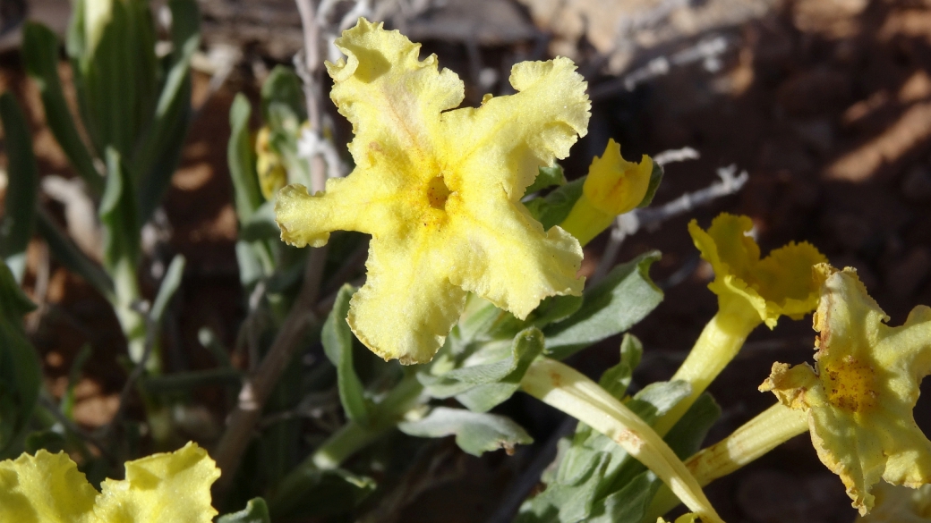 Showy Stoneseed - Lithospermum Incisum