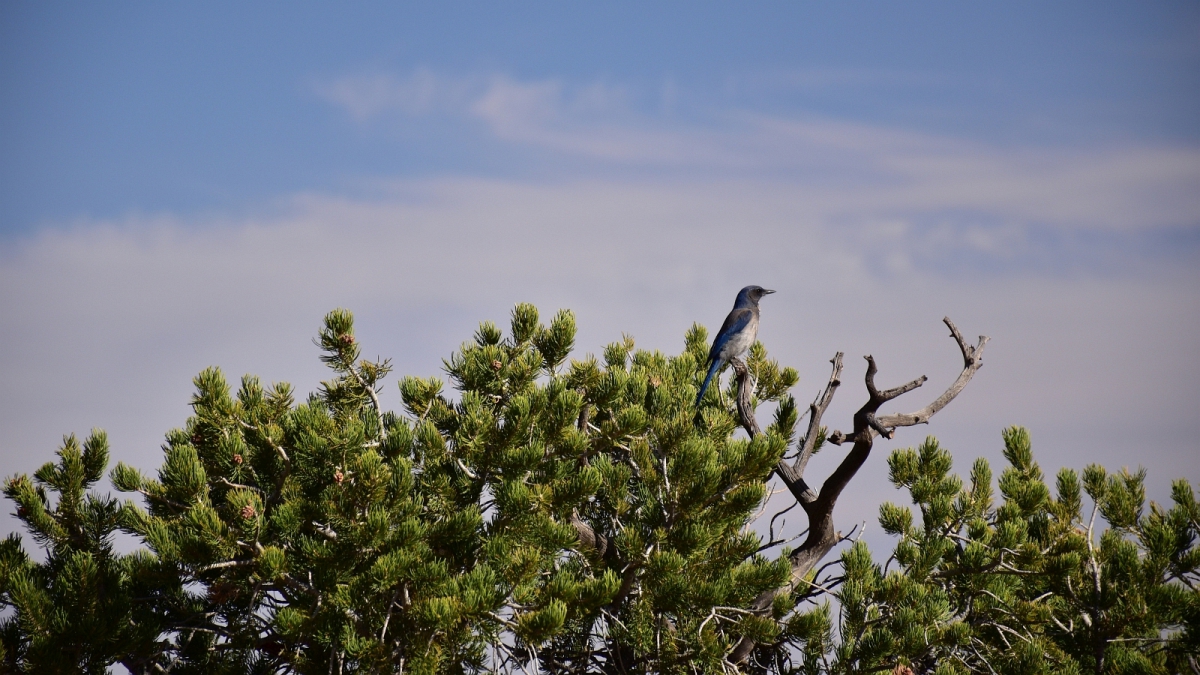 Muley Point – Cedar Mesa – Utah