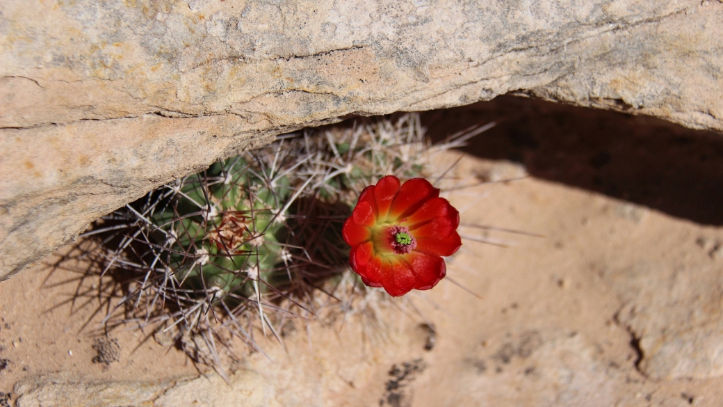 Claretcup Cactus – Echinocereus Triglochidiatus