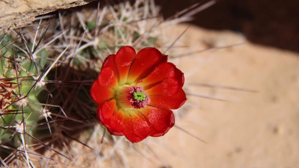 Claretcup Cactus – Echinocereus Triglochidiatus