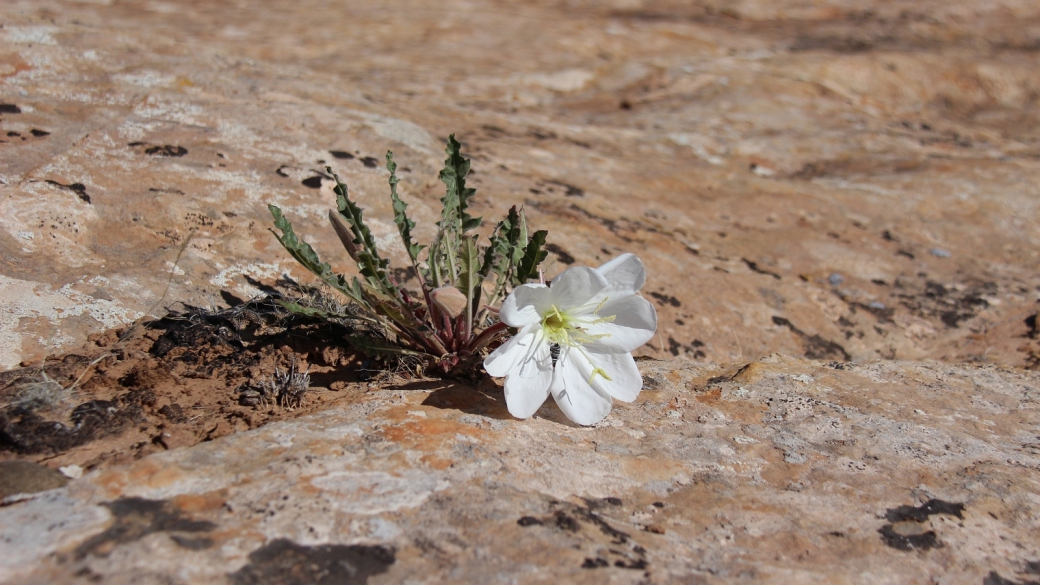 Tufted Evening Primrose – Oenothera Caespitosa