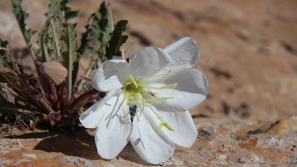 Tufted Evening Primrose – Oenothera Caespitosa