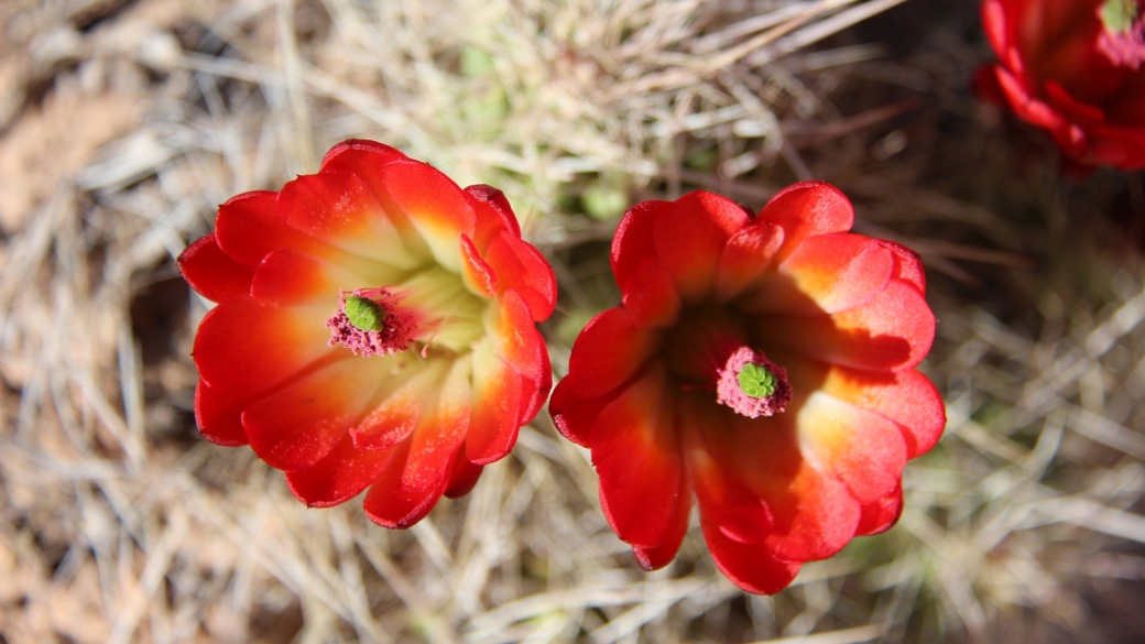 Claretcup Cactus – Echinocereus Triglochidiatus