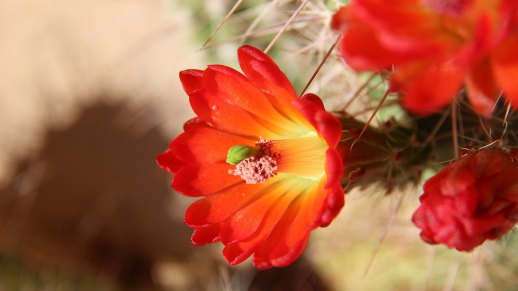 Claretcup Cactus – Echinocereus Triglochidiatus