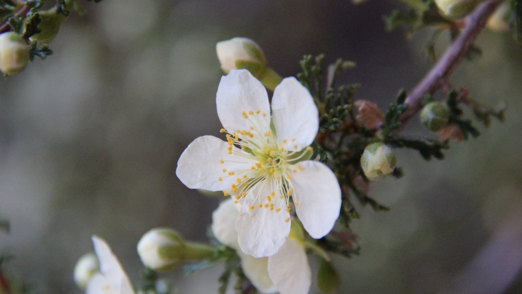 Apache Plume – Fallugia