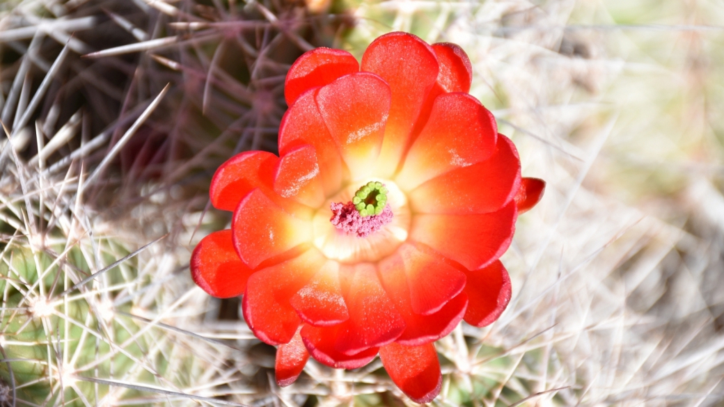 Claretcup Cactus – Echinocereus Triglochidiatus