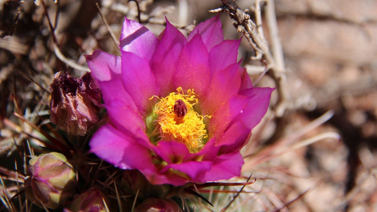 Fishhook Cactus – Sclerocactus Parviflorus